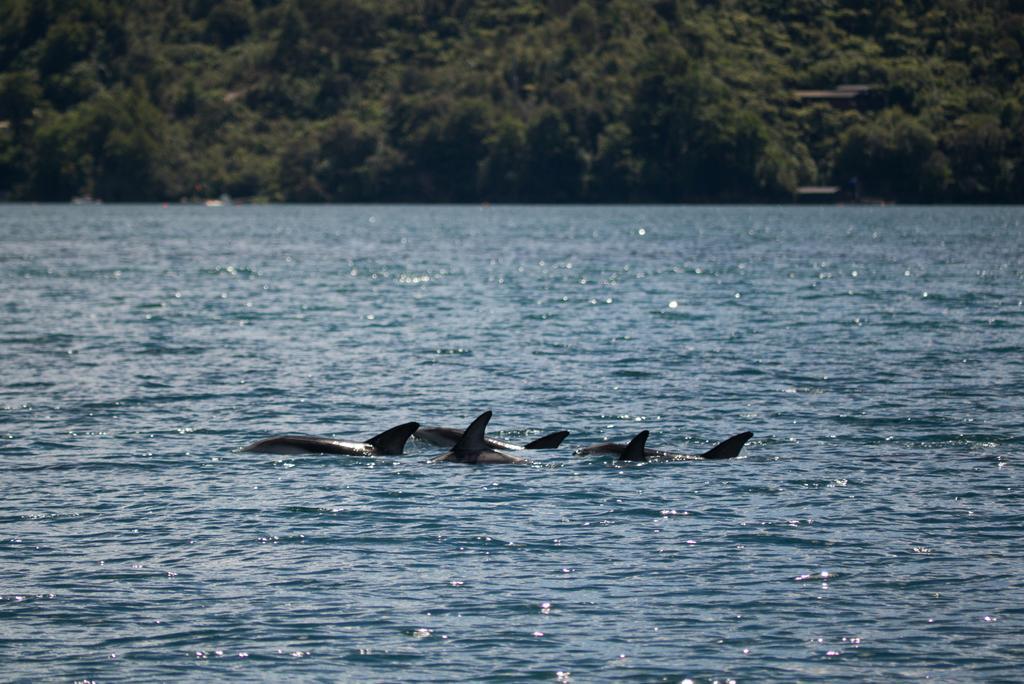 Lochmara Lodge - 20Mins By Boat From Picton Lochmara Bay Exterior photo